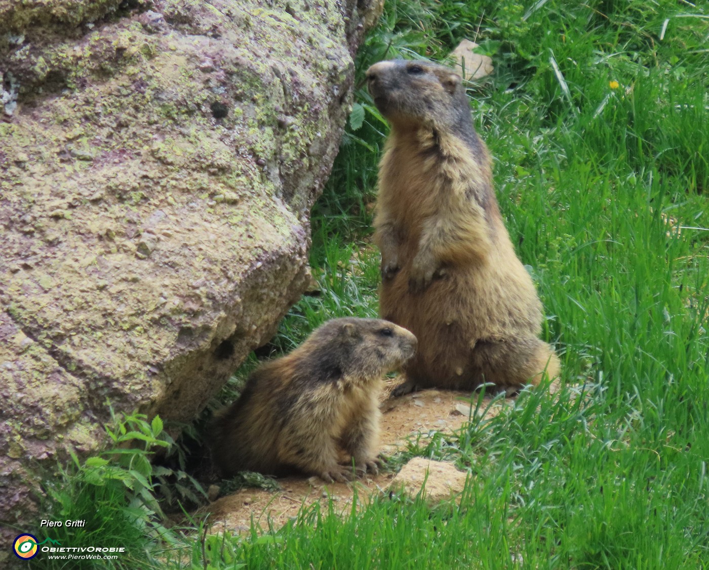 77 Marmotte sulla porta di casa....JPG